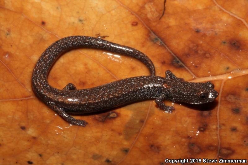 Kern Canyon Slender Salamander (Batrachoseps simatus)