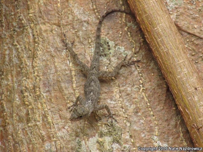 Bark Anole (Anolis distichus)