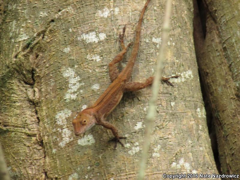 Crested Anole (Anolis cristatellus)