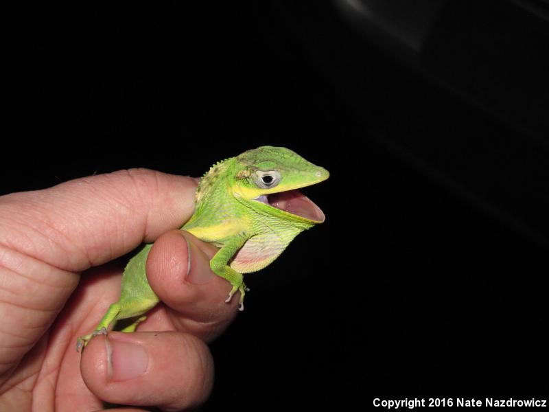 Knight Anole (Anolis equestris)