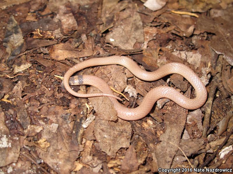 Peninsula Crowned Snake (Tantilla relicta relicta)