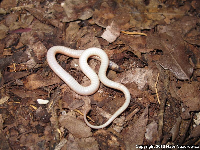 Peninsula Crowned Snake (Tantilla relicta relicta)