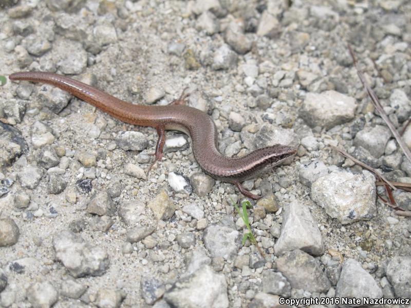 Bluetail Mole Skink (Plestiodon egregius lividus)