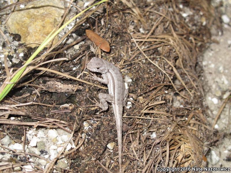 Florida Scrub Lizard (Sceloporus woodi)