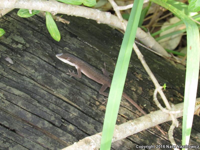 Southern Green Anole (Anolis carolinensis seminolus)