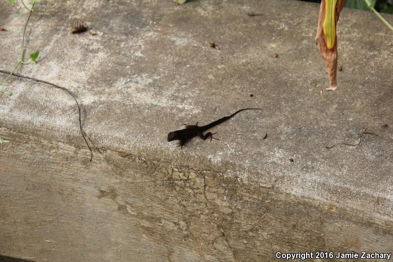 Crested Anole (Anolis cristatellus)