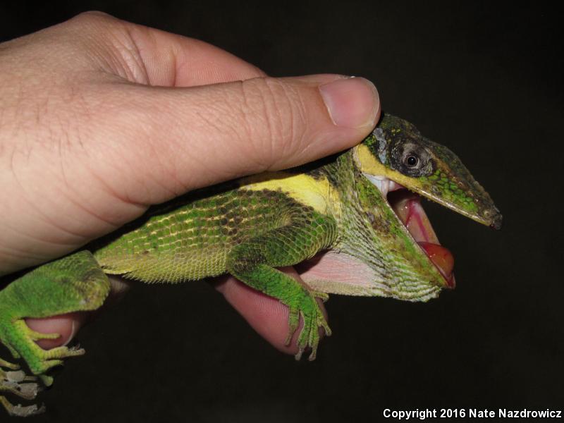 Knight Anole (Anolis equestris)