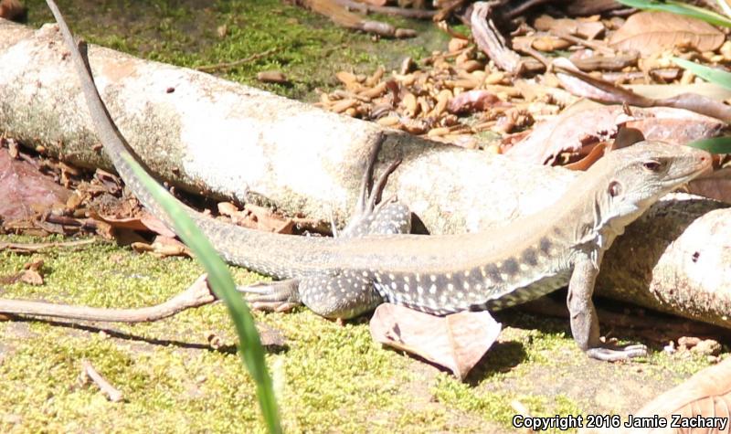 Giant Ameiva (Ameiva ameiva)