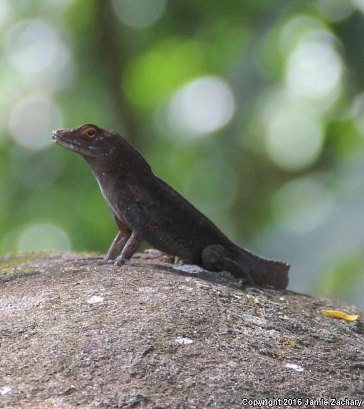 Crested Anole (Anolis cristatellus)