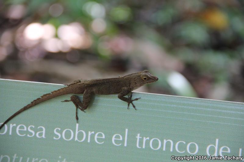 Crested Anole (Anolis cristatellus)