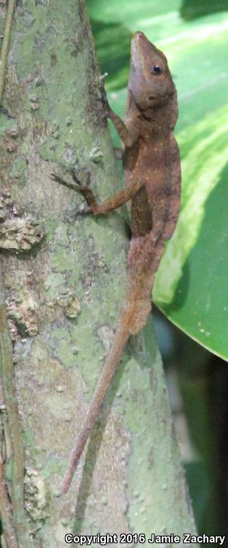 Crested Anole (Anolis cristatellus)