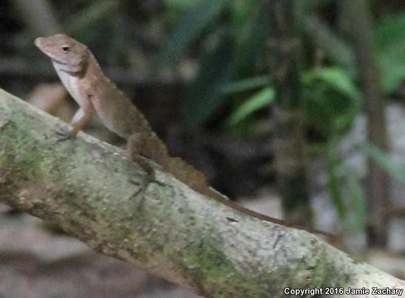 Crested Anole (Anolis cristatellus)