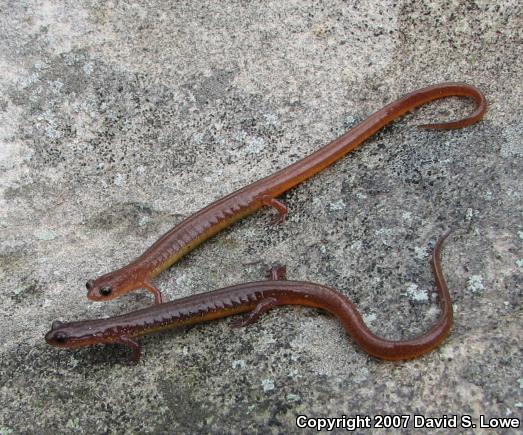 Many-ribbed Salamander (Eurycea multiplicata multiplicata)