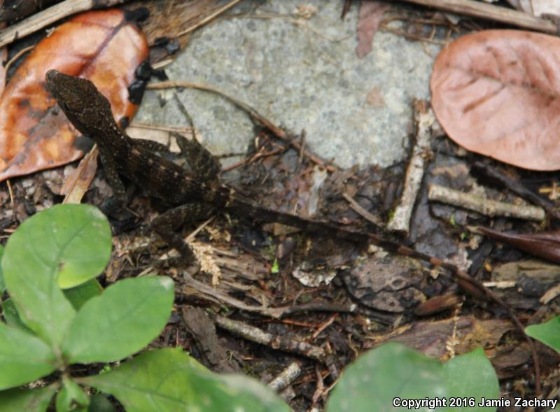 Crested Anole (Anolis cristatellus)