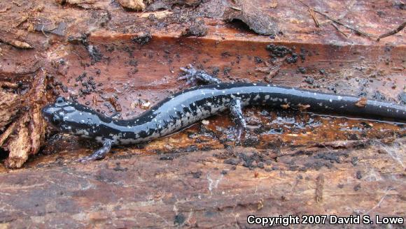 Sequoyah Slimy Salamander (Plethodon sequoyah)