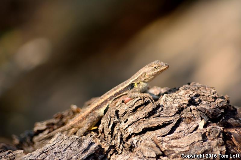 Texas Rose-bellied Lizard (Sceloporus variabilis marmoratus)