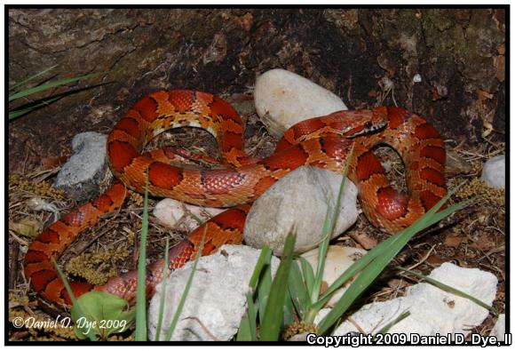 Corn Snake (Pantherophis guttatus guttatus)