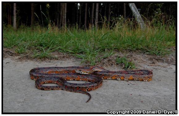 Corn Snake (Pantherophis guttatus guttatus)