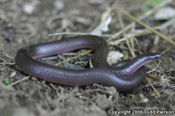 Midwestern Wormsnake (Carphophis amoenus helenae)