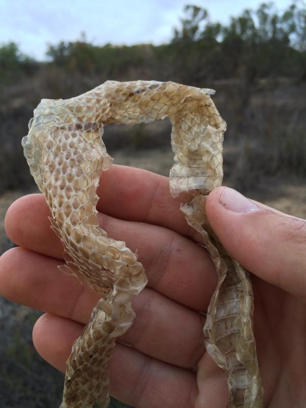 Baja California Coachwhip (Coluber fuliginosus)