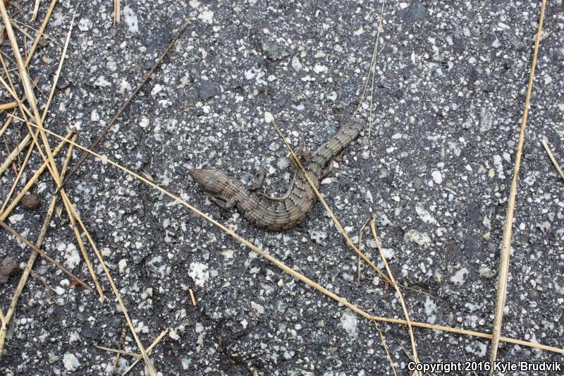 Oregon Alligator Lizard (Elgaria multicarinata scincicauda)