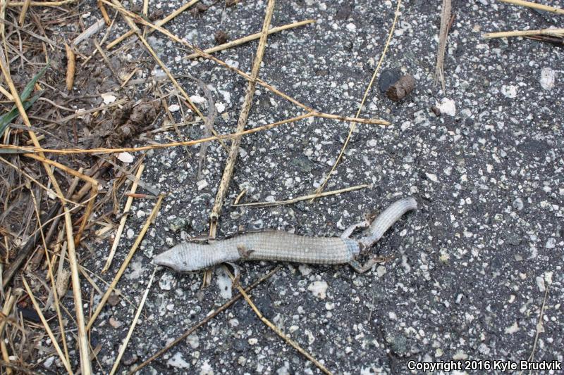 Oregon Alligator Lizard (Elgaria multicarinata scincicauda)