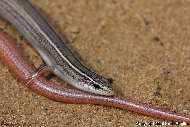 Northern Mole Skink (Plestiodon egregius similis)