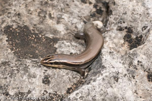 Four-lined Skink (Plestiodon tetragrammus)