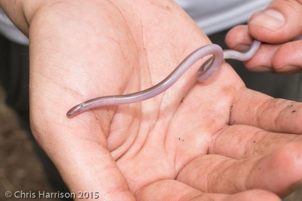 Texas Threadsnake (Leptotyphlops dulcis)