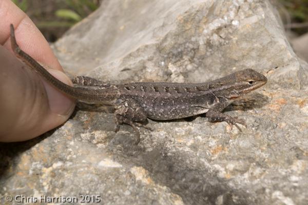 Rose-bellied Lizard (Sceloporus variabilis)