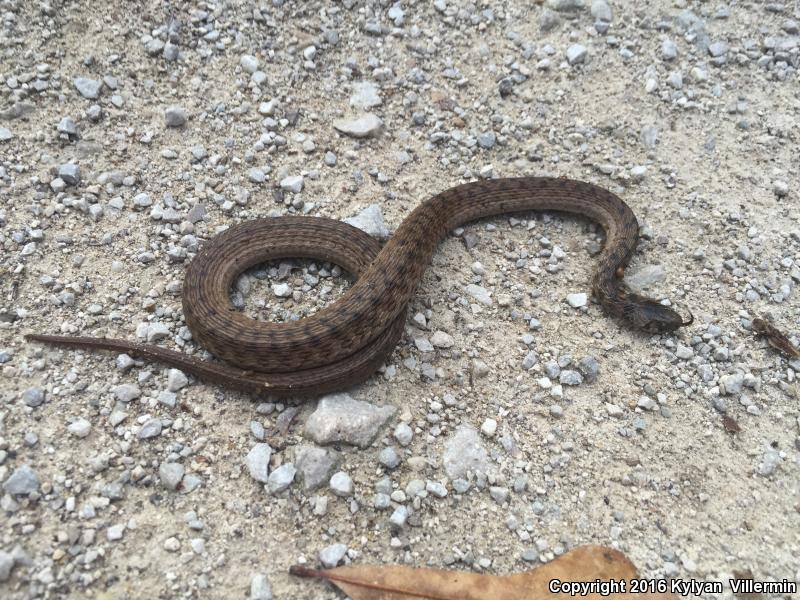 Marsh Brownsnake (Storeria dekayi limnetes)