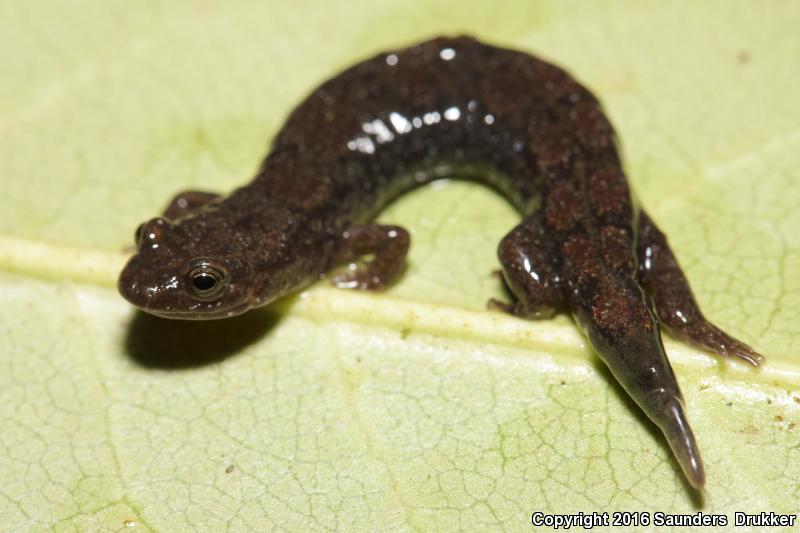 Cumberland Dusky Salamander (Desmognathus abditus)