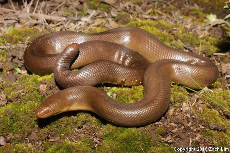 Northern Rubber Boa (Charina bottae)