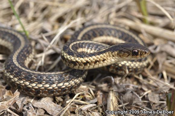 Butler's Gartersnake (Thamnophis butleri)