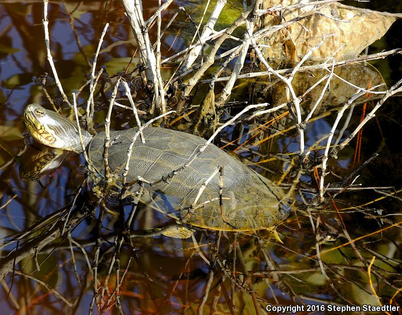 Florida Chicken Turtle (Deirochelys reticularia chrysea)