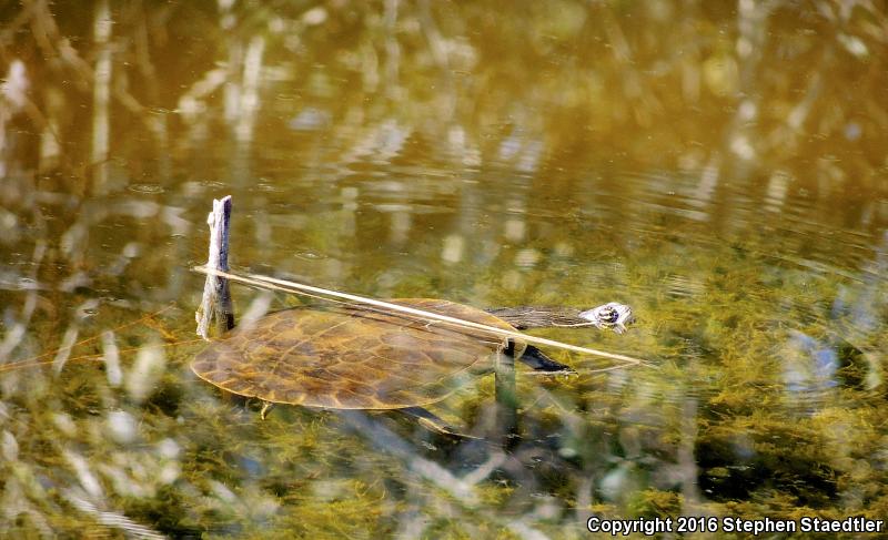 Florida Chicken Turtle (Deirochelys reticularia chrysea)