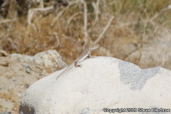 Long-nosed Leopard Lizard (Gambelia wislizenii wislizenii)