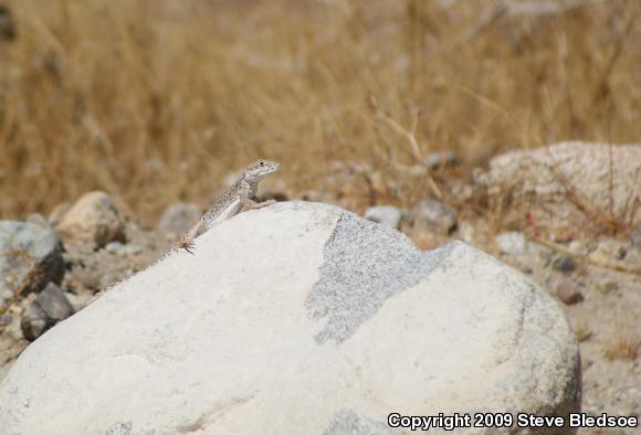 Long-nosed Leopard Lizard (Gambelia wislizenii wislizenii)