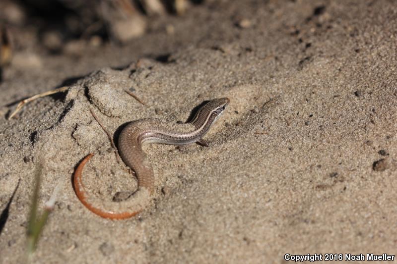 Northern Mole Skink (Plestiodon egregius similis)