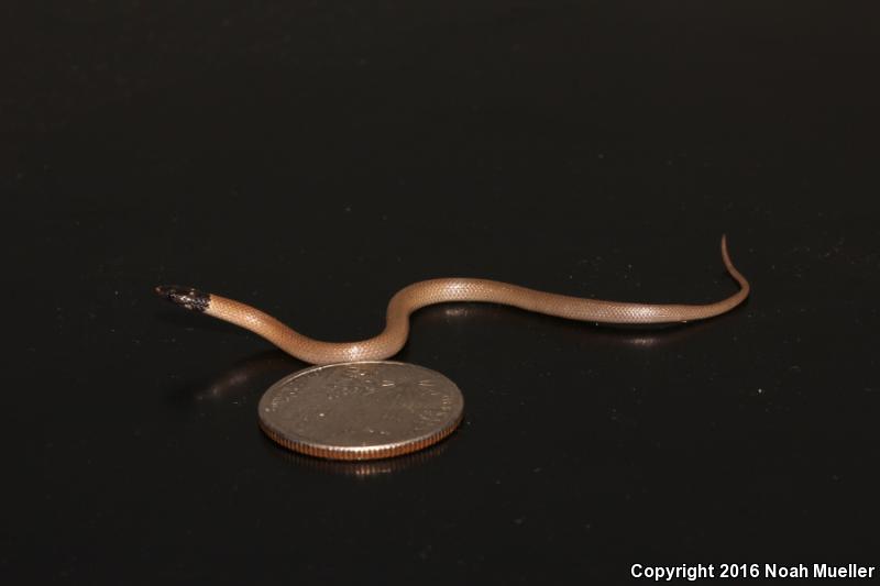 Central Florida Crowned Snake (Tantilla relicta neilli)