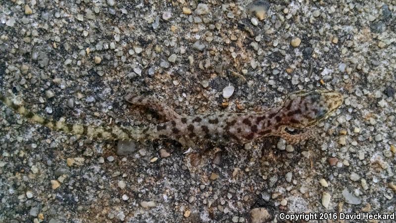 Sri Lankan House Gecko (Hemidactylus parvimaculatus)