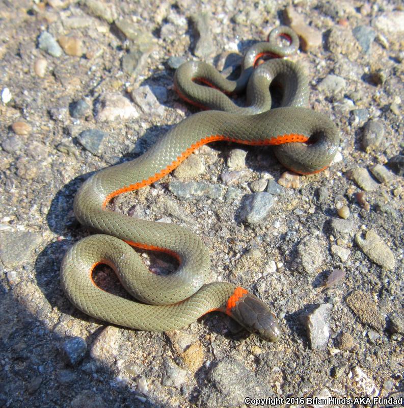 Monterey Ring-necked Snake (Diadophis punctatus vandenburgii)