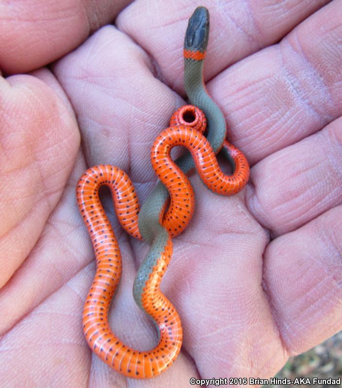 Monterey Ring-necked Snake (Diadophis punctatus vandenburgii)