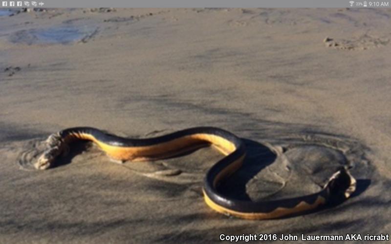 Yellow-bellied Sea Snake (Pelamis platurus)