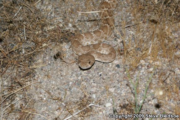 Red Diamond Rattlesnake (Crotalus ruber ruber)