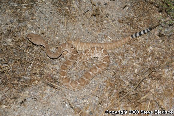 Red Diamond Rattlesnake (Crotalus ruber ruber)