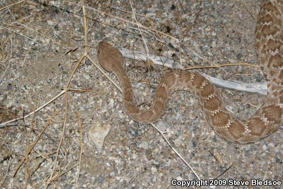 Red Diamond Rattlesnake (Crotalus ruber ruber)