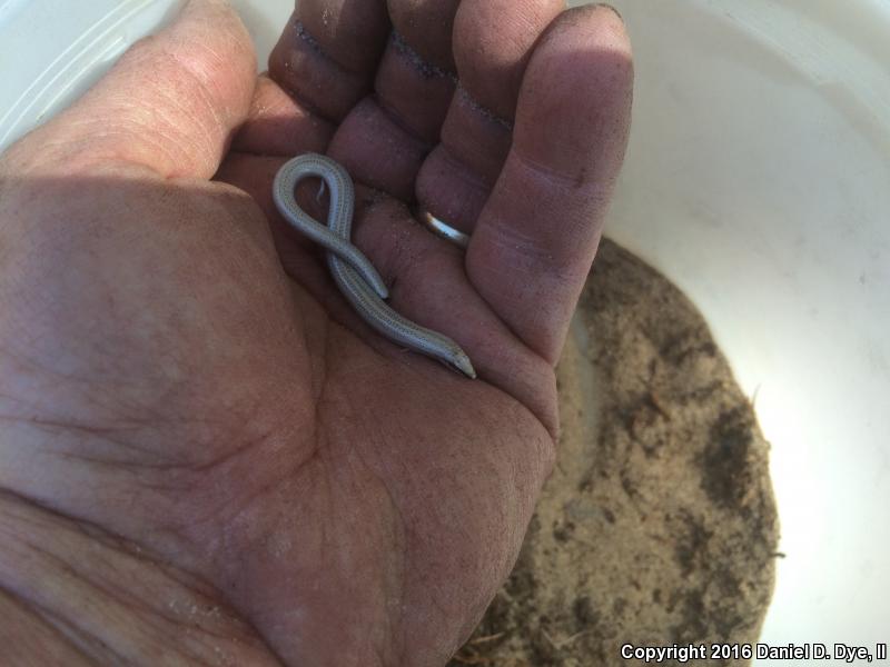 Sand Skink (Plestiodon reynoldsi)