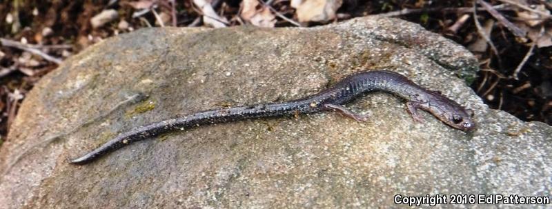 Valley And Ridge Salamander (Plethodon hoffmani)