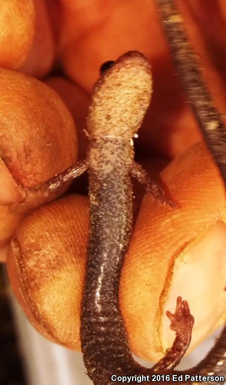 Valley And Ridge Salamander (Plethodon hoffmani)